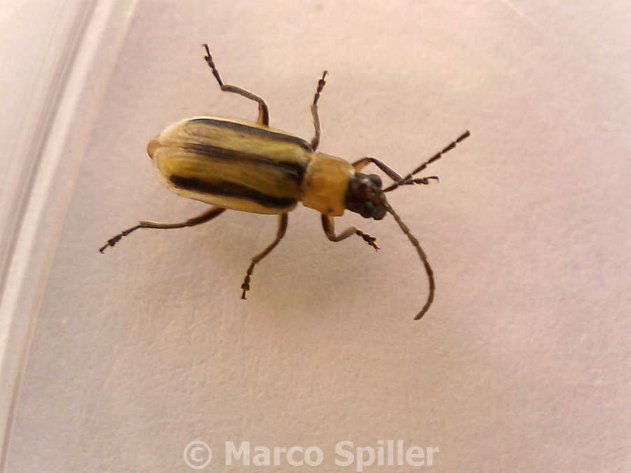 Diabrotica virgifera: sopra e sotto